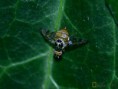/album/diptera/mosca-de-la-fruta-ceratitis-capitata-jpg/